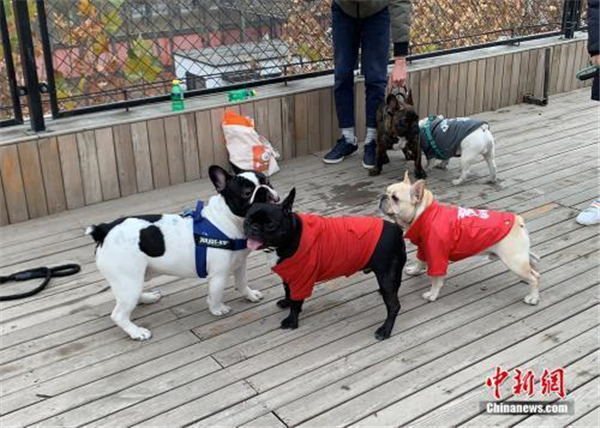 多城出台养犬新政 纵犬、虐犬都将面临重罚! 多城出台养犬新政 纵犬、虐犬都将面临重罚!