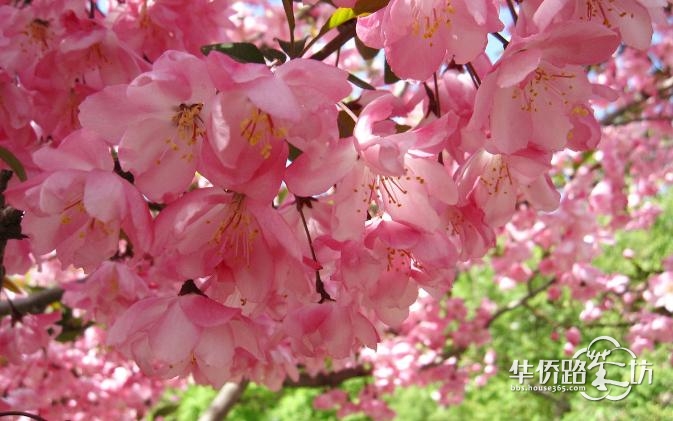 本周日,来溧水赏世界最大海棠花海! 本周日,来溧水赏世界最大海棠花海!
