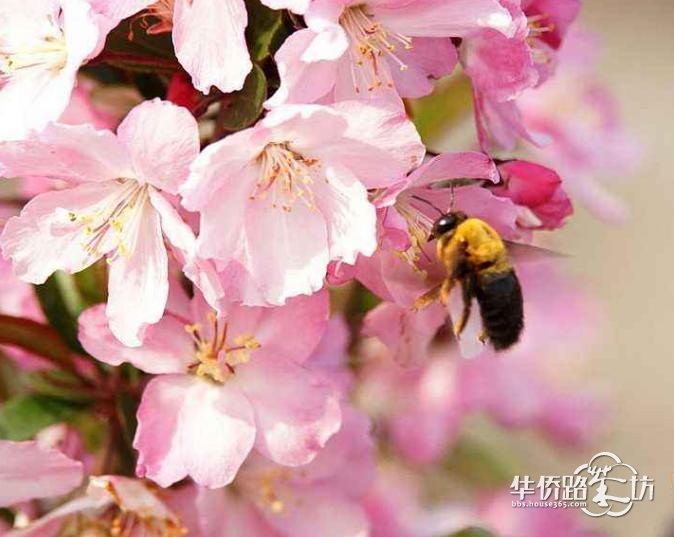 本周日,来溧水赏世界最大海棠花海! 本周日,来溧水赏世界最大海棠花海!