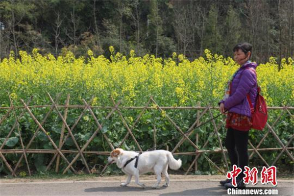 多城出台养犬新政 纵犬、虐犬都将面临重罚! 多城出台养犬新政 纵犬、虐犬都将面临重罚!