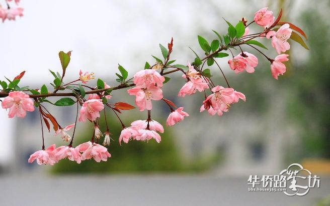 本周日,来溧水赏世界最大海棠花海! 本周日,来溧水赏世界最大海棠花海!