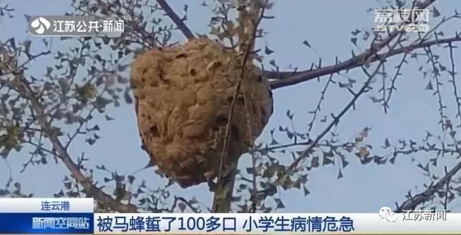 小学生放学路上被袭击,直接进了ICU!出门千万小心它 小学生放学路上被袭击,直接进了ICU!出门千万小心它