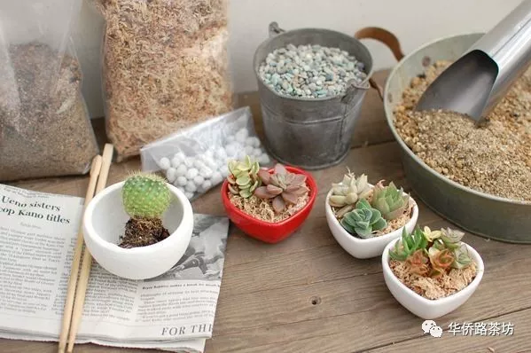 10月28日,一定要带孩子来河西!价值88元绿色有爱多肉等你来DIY!现场更有多重礼品拿到手软!! 10月28日,一定要带孩子来河西!价值88元绿色有爱多肉等你来DIY!现场更有多重礼品拿到手软!!