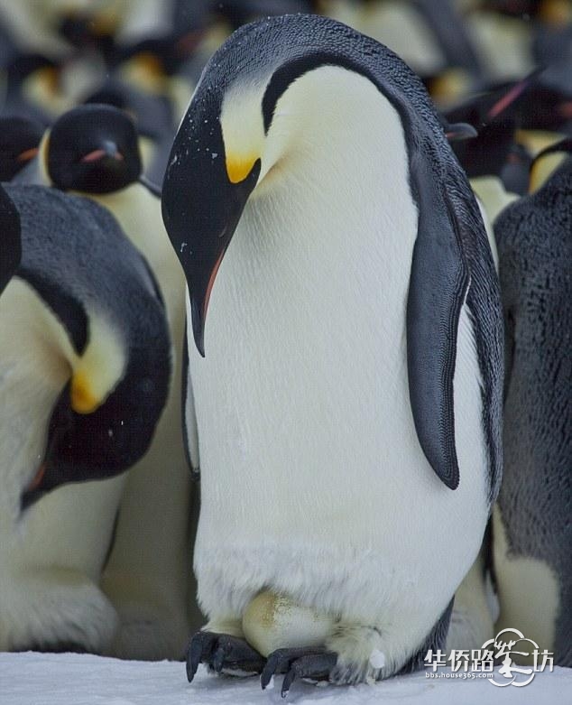 小企鹅200字分三段的作文