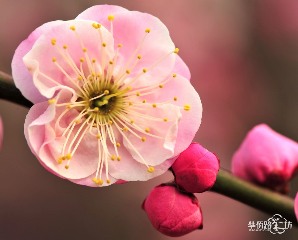 早春二月----梅花